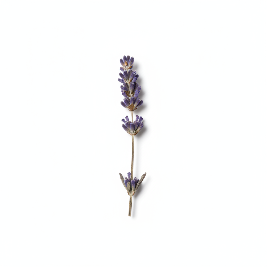 Dried Lavender Sprig